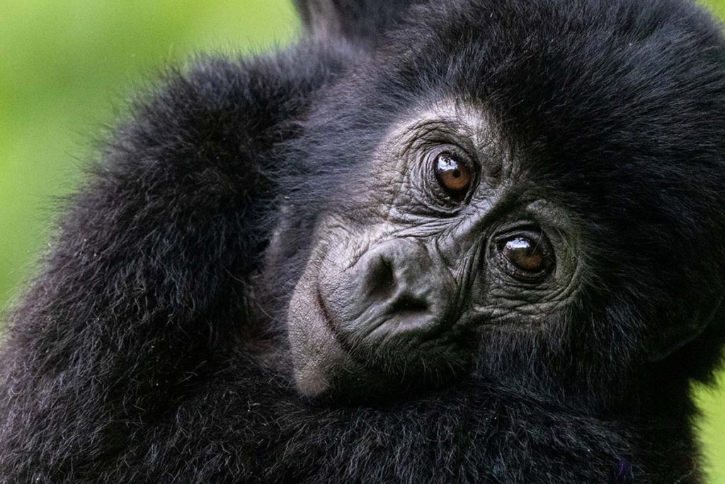 Best Family Safari Uganda