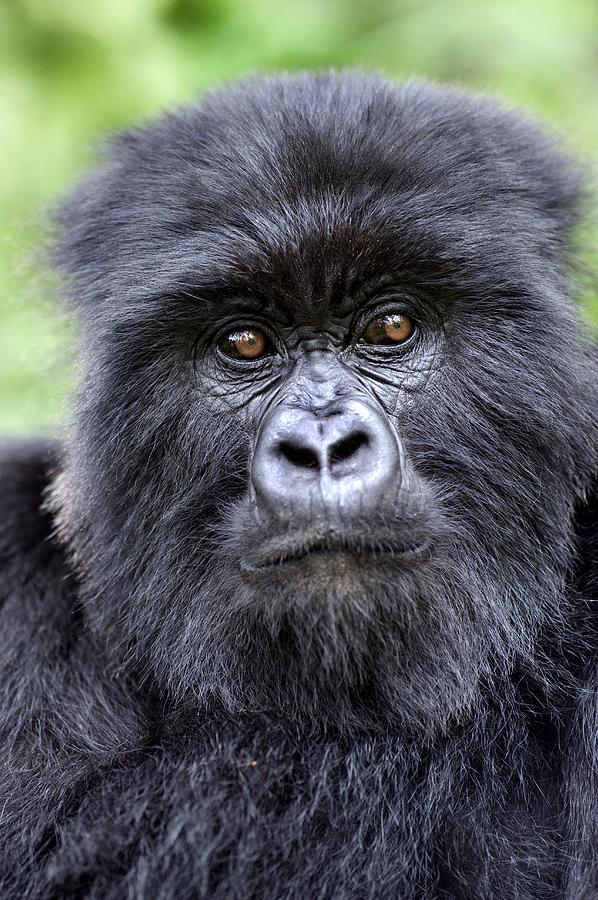 Best 14 Days Uganda Safari