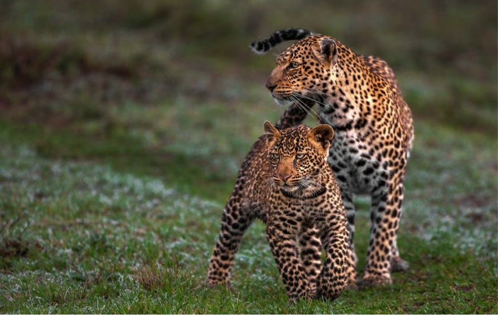 10 Days Uganda Wilderness Safari