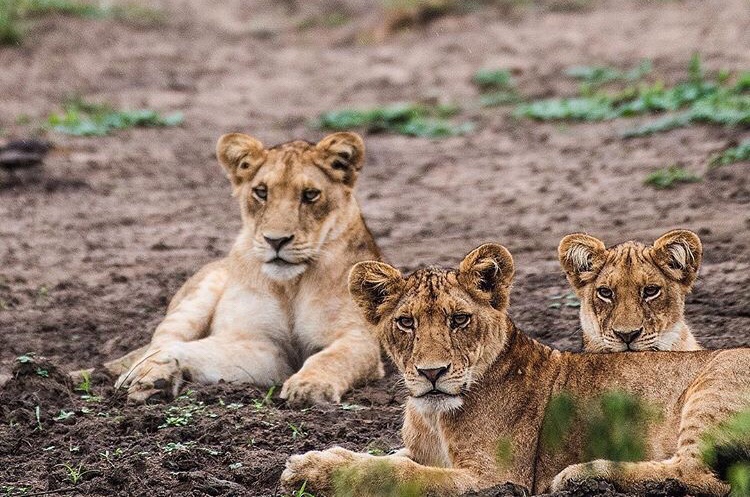 10 Days Uganda Northern Safari