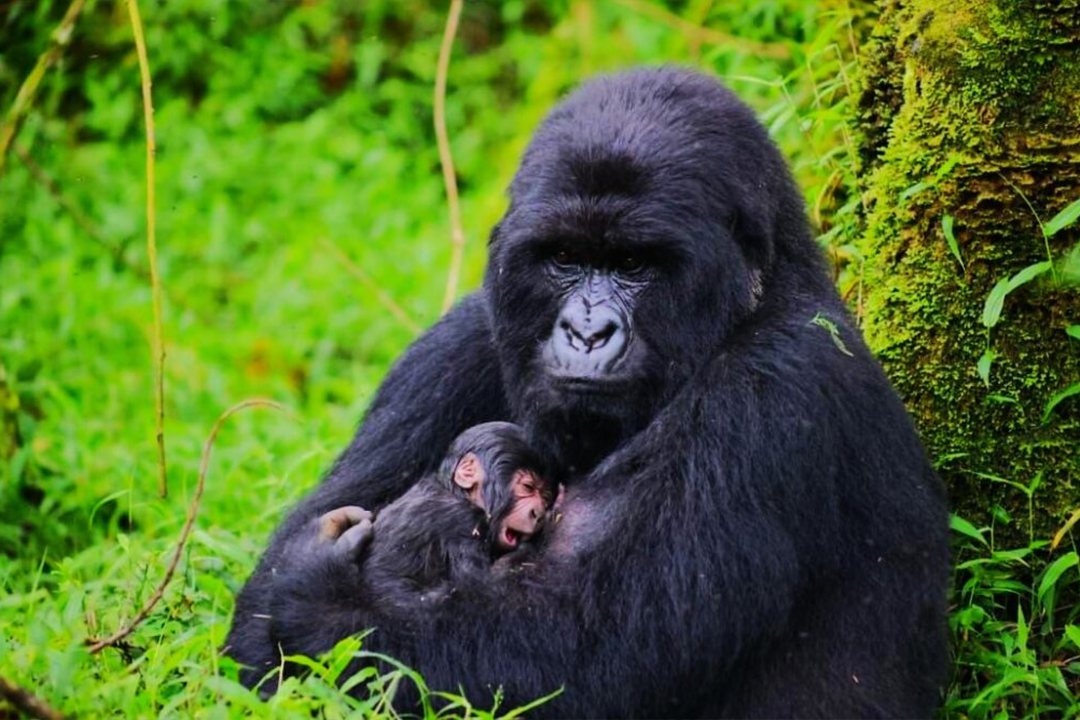 Gorilla Trekking