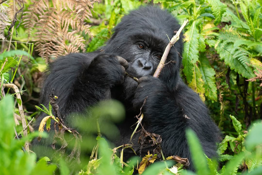Uganda Gorilla Safari