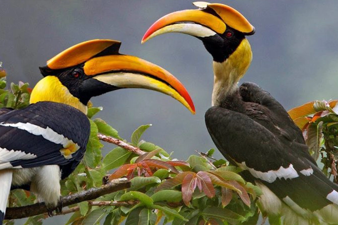 Wildlife in Murchison Falls National Park