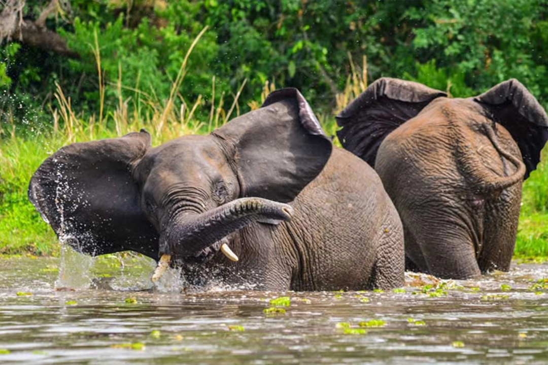 Loxodonta Africana