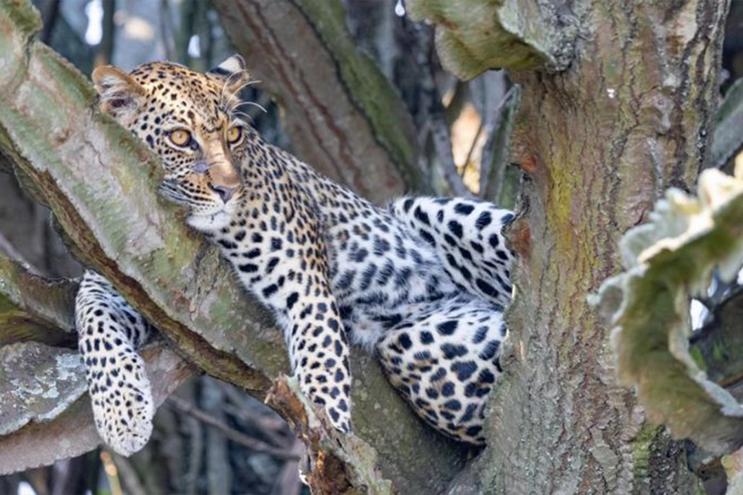 most popular animals to see