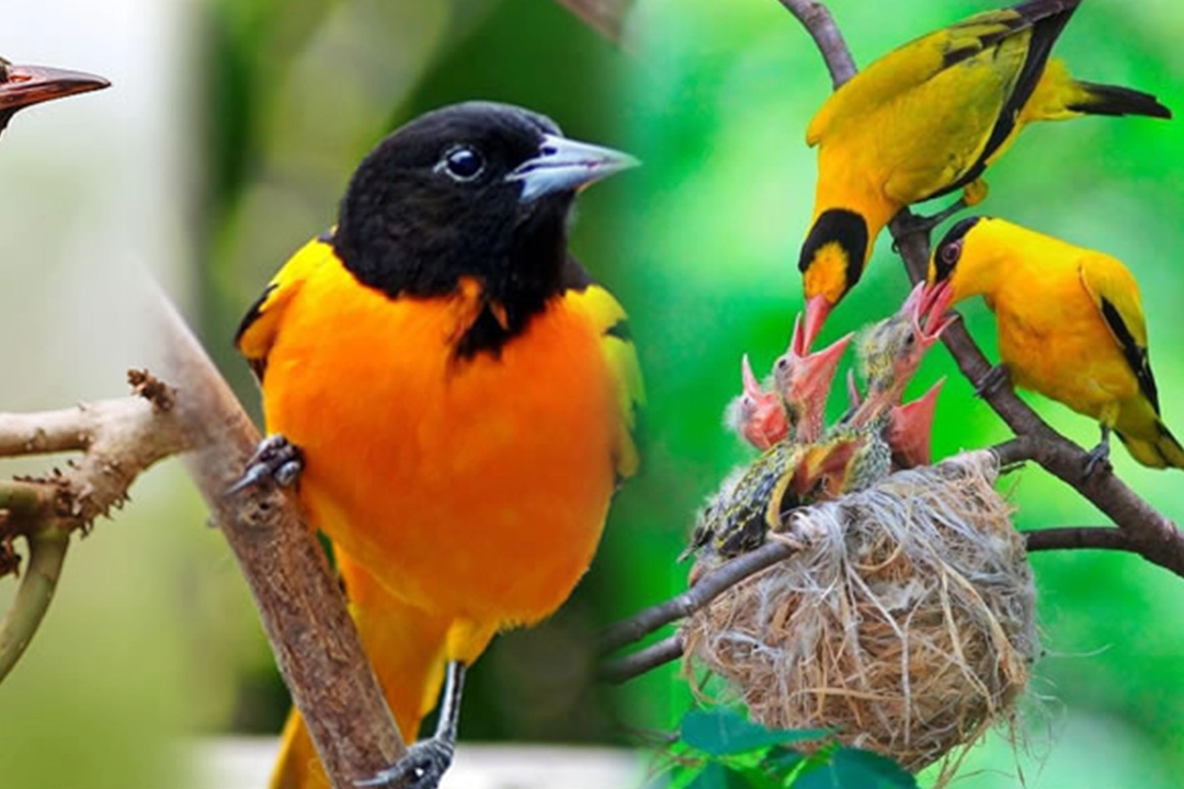 Murchison Falls Bird Watching